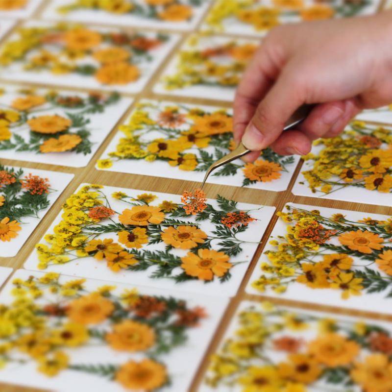 ดอกไม้แห้งธรรมชาติแท้สำหรับงาน - Home Decor Handicraft บทวิจารณ์และราคา